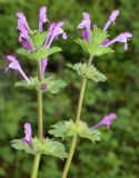 Lamium amplexicaule