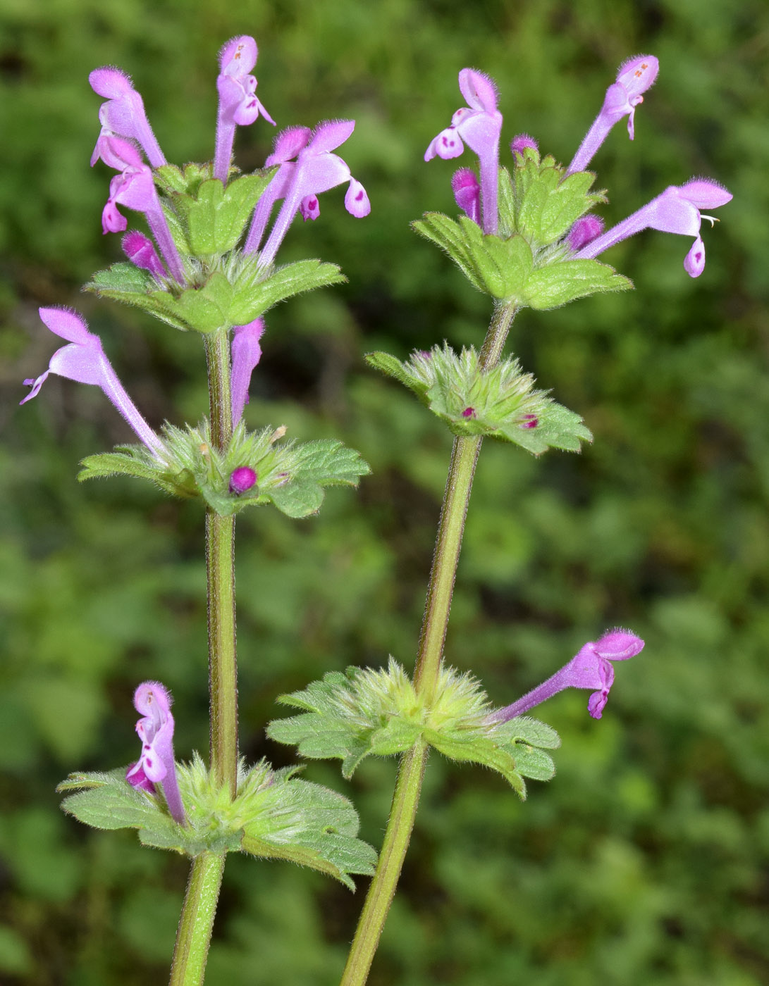 Image of Lamium amplexicaule specimen.