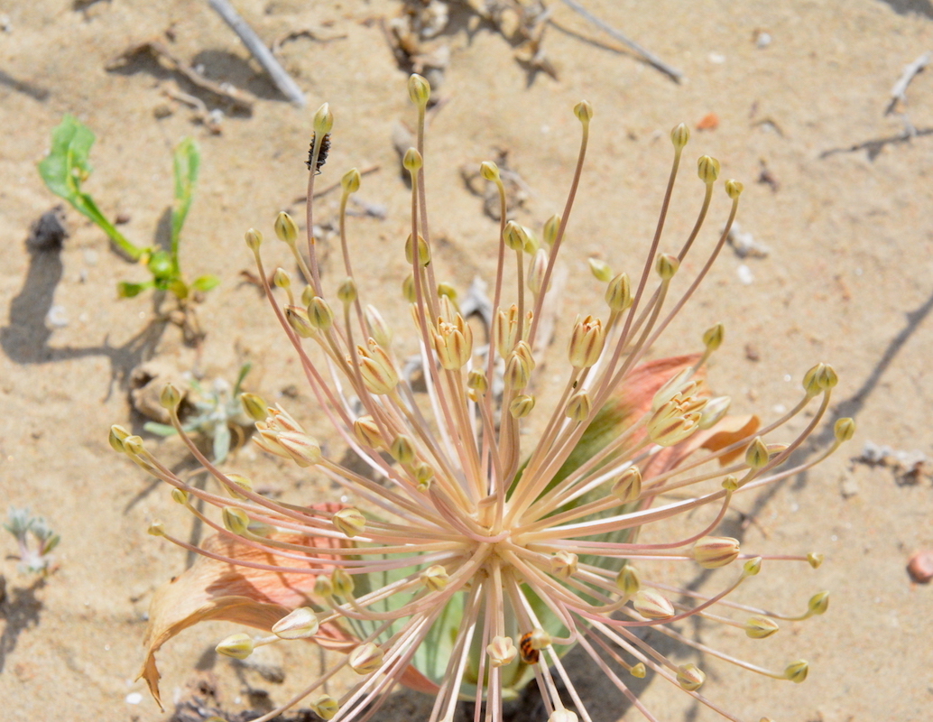 Image of Allium protensum specimen.