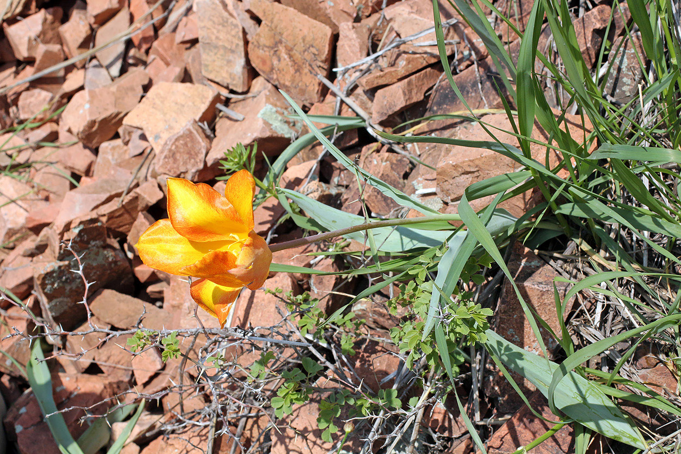 Изображение особи Tulipa vvedenskyi.