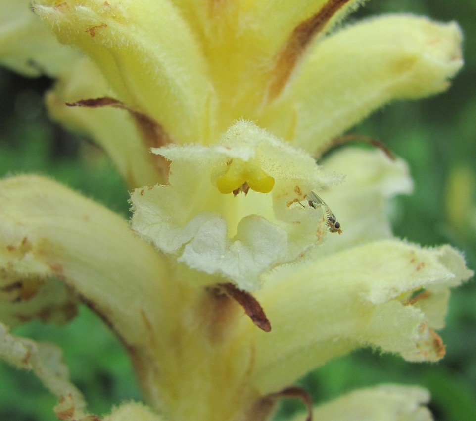 Image of genus Orobanche specimen.