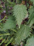 Urtica pilulifera. Листья. Греция, Эгейское море, о. Парос, пос. Дриос, возле забора в оливковом саду. 25.04.2019.