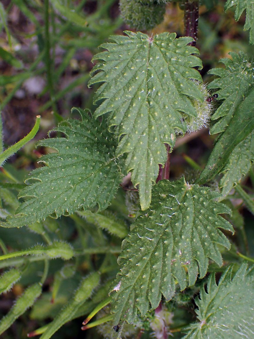 Image of Urtica pilulifera specimen.