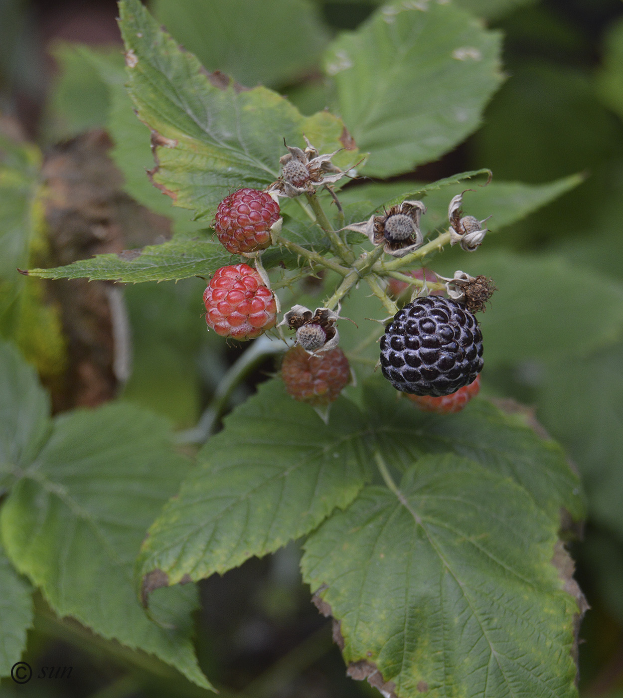 Image of Rubus occidentalis specimen.