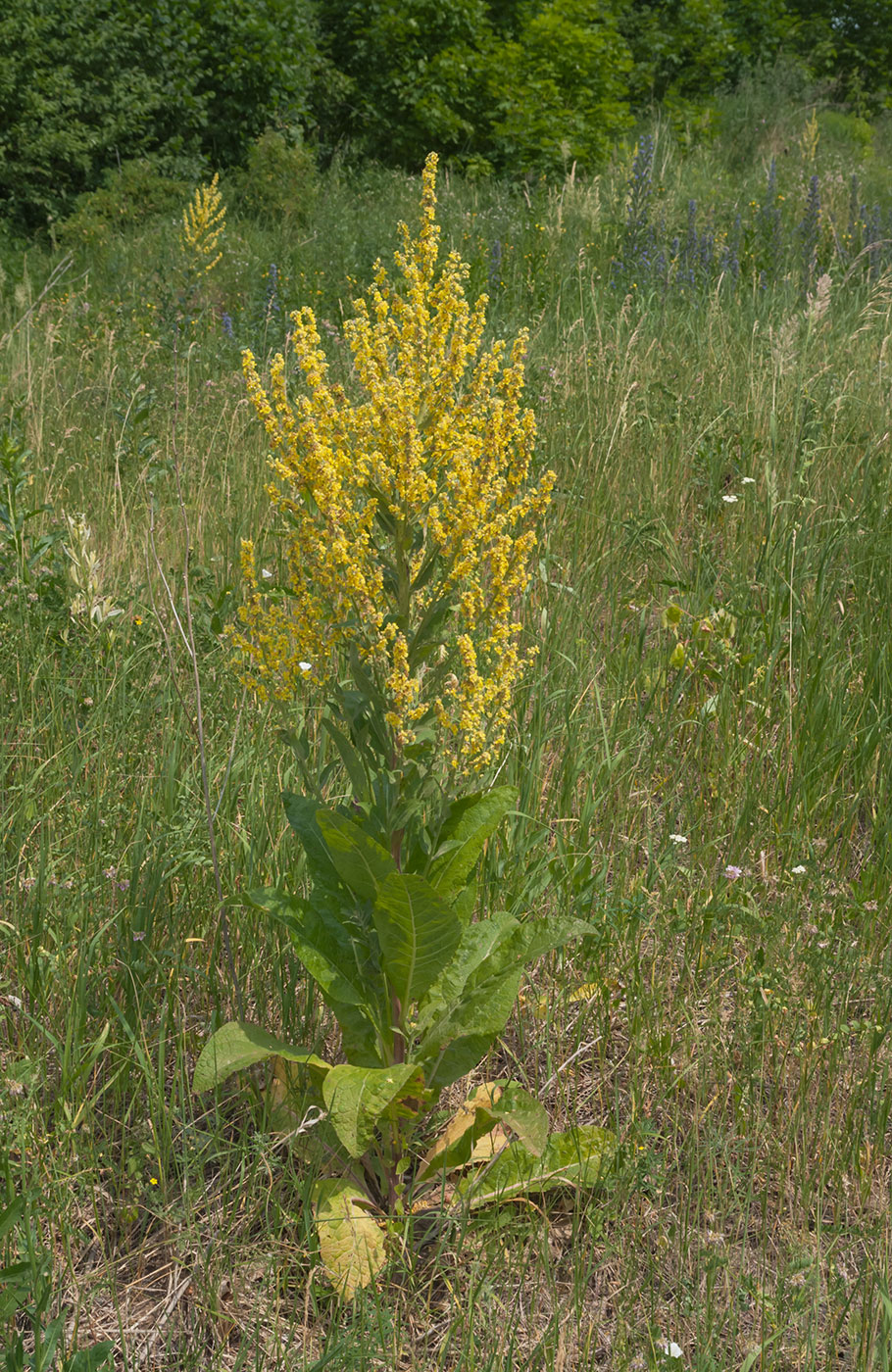 Изображение особи Verbascum lychnitis.