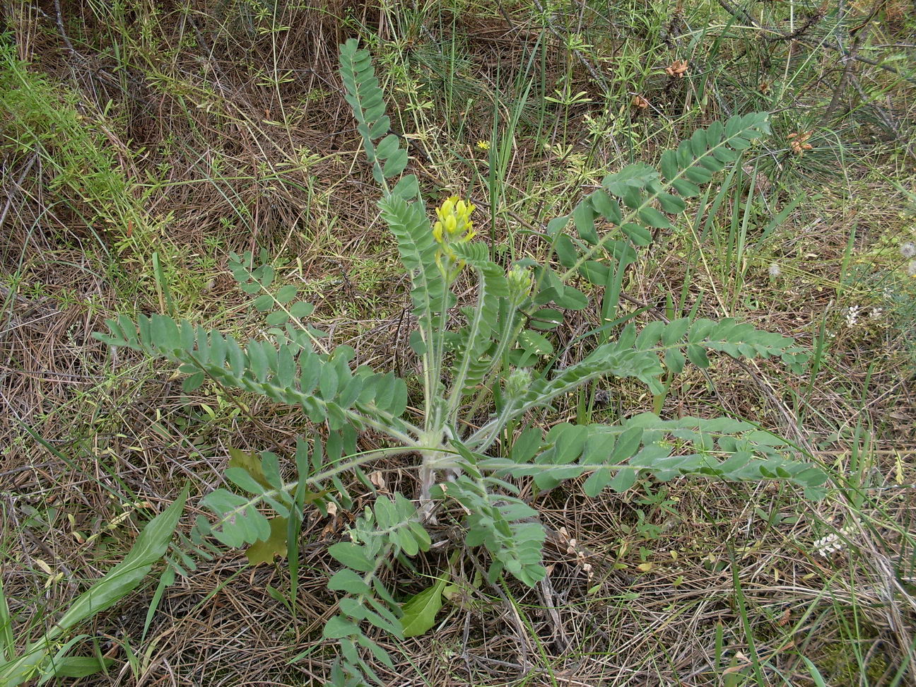 Image of Astragalus tanaiticus specimen.