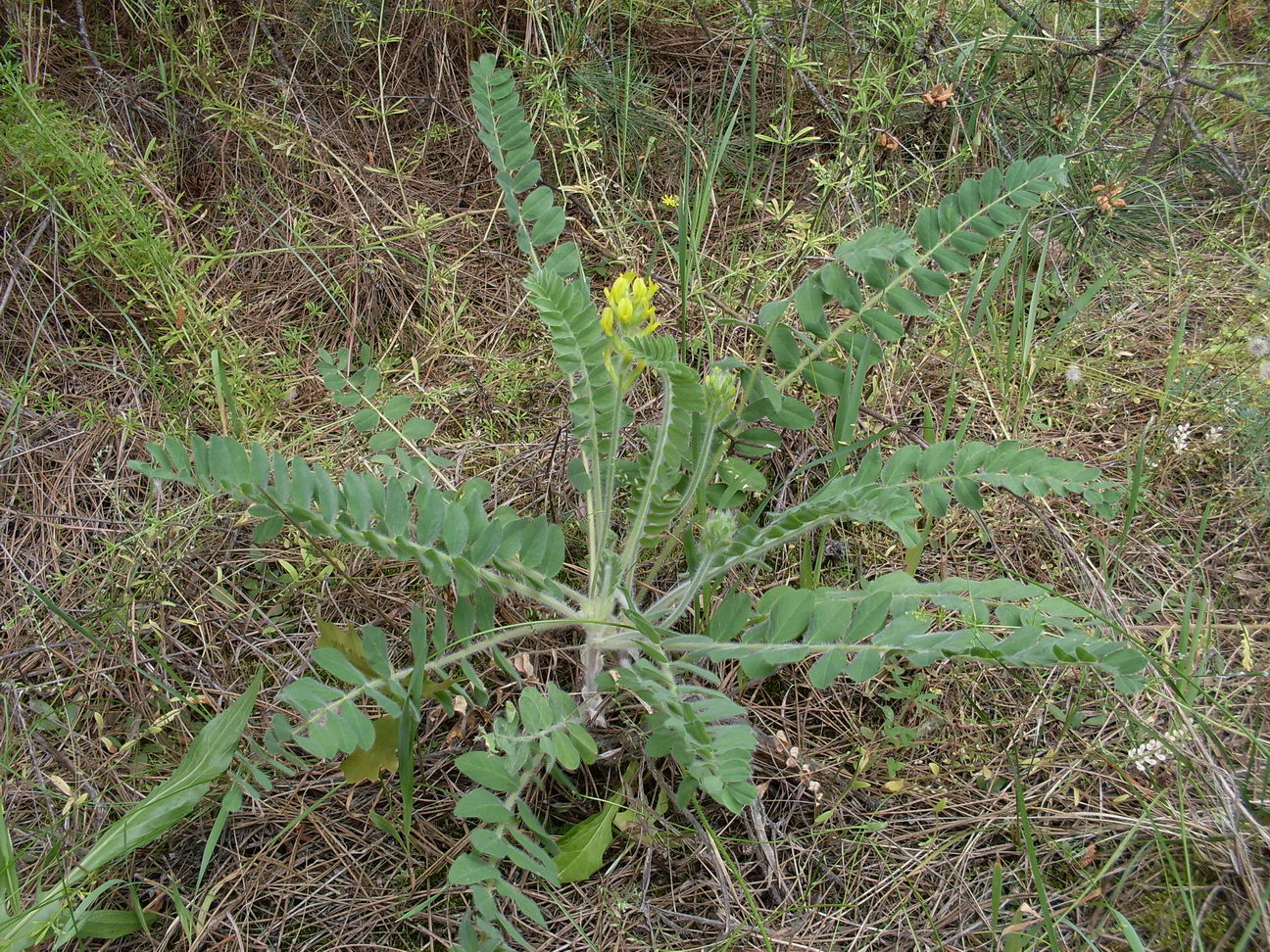 Изображение особи Astragalus tanaiticus.