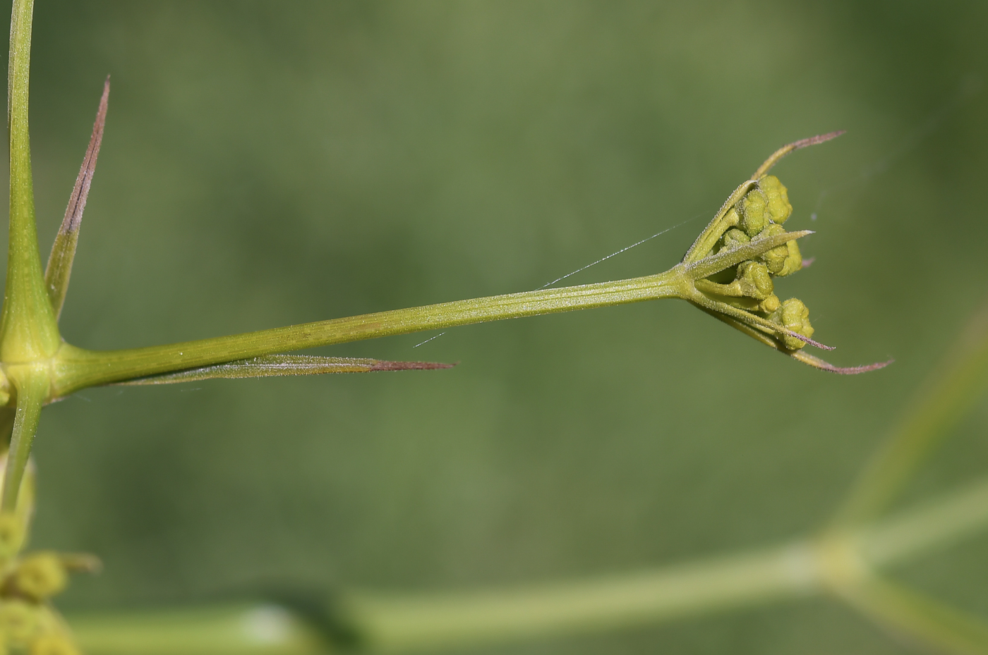 Image of Bilacunaria boissieri specimen.