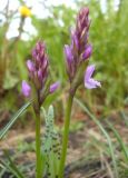 Dactylorhiza fuchsii