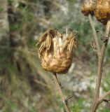 Centaurea salonitana