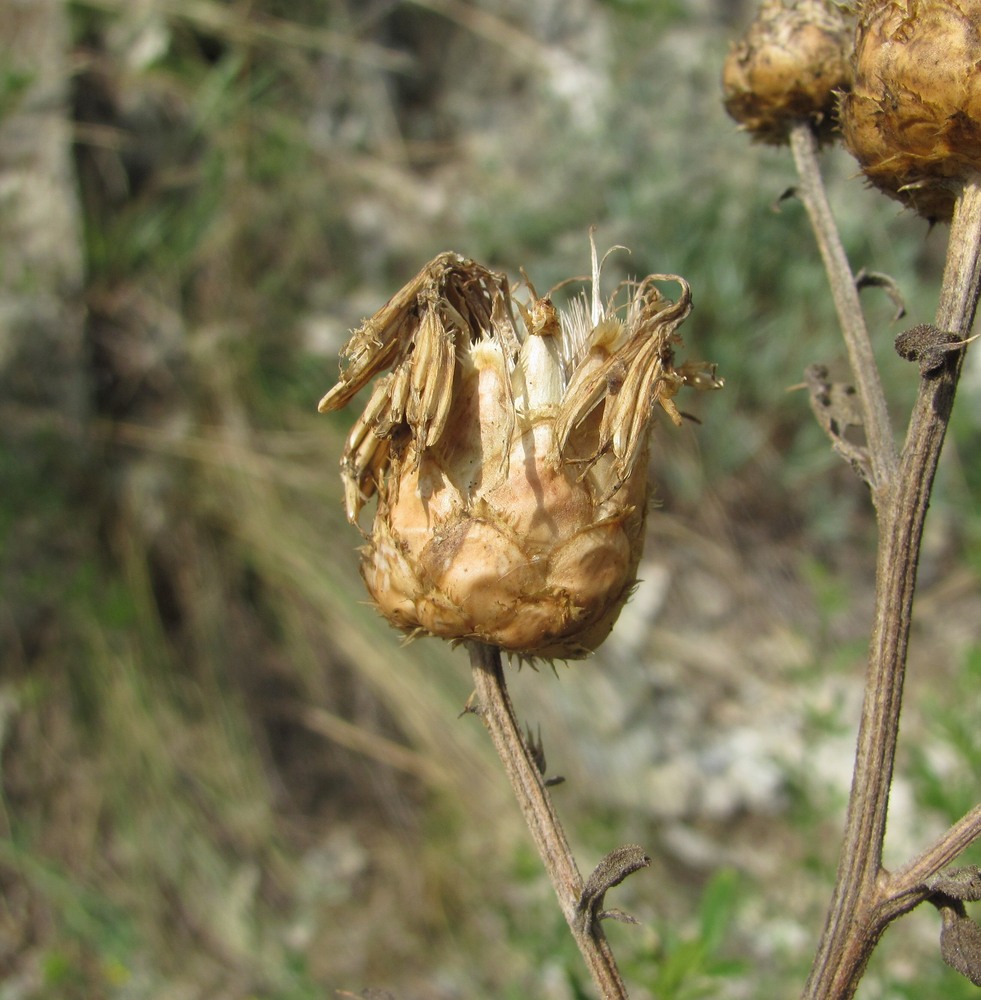 Image of Centaurea salonitana specimen.