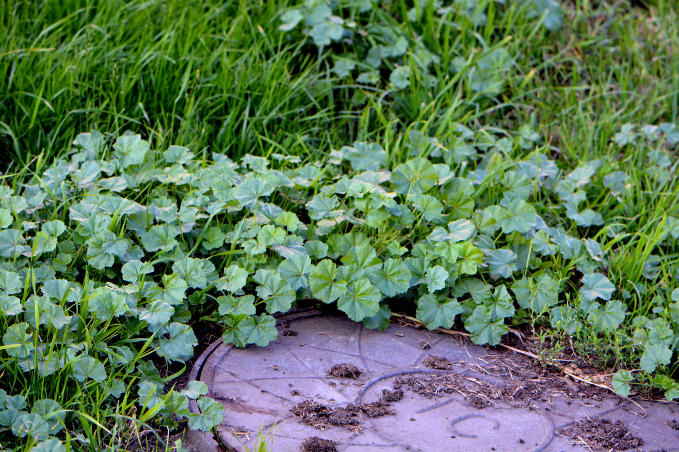 Image of Malva pusilla specimen.