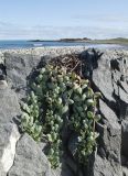 Mertensia maritima. Плодоносящее растение на каменистой литорали. Мурманская обл., п-в Рыбачий, берег губы Скорбеевской. 25.08.2019.