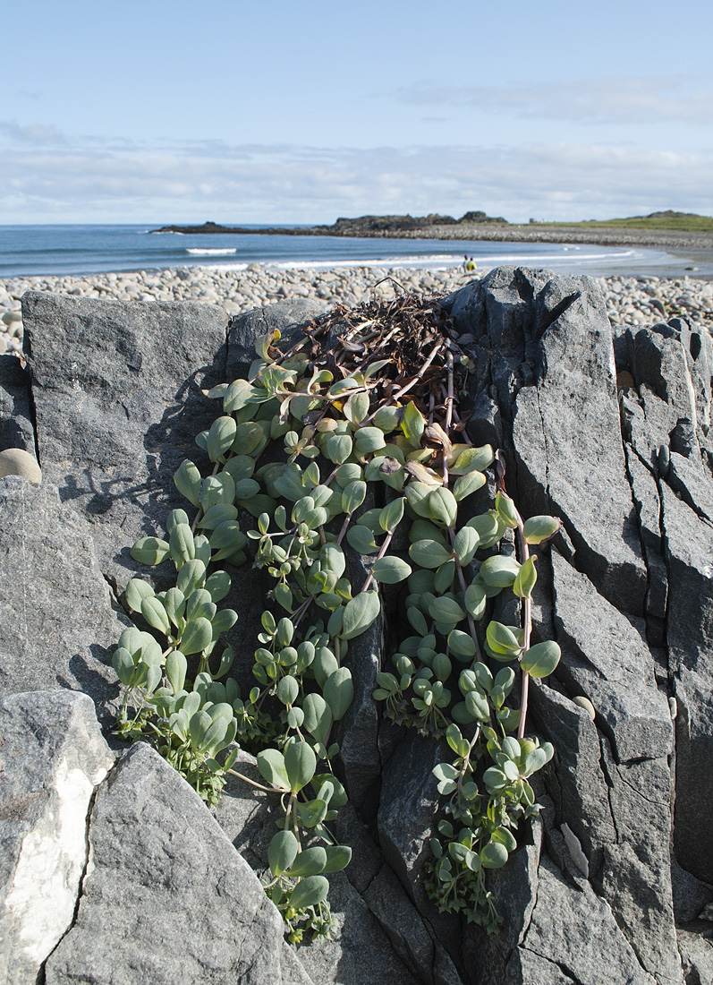 Image of Mertensia maritima specimen.