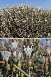 Centaurea spinosa