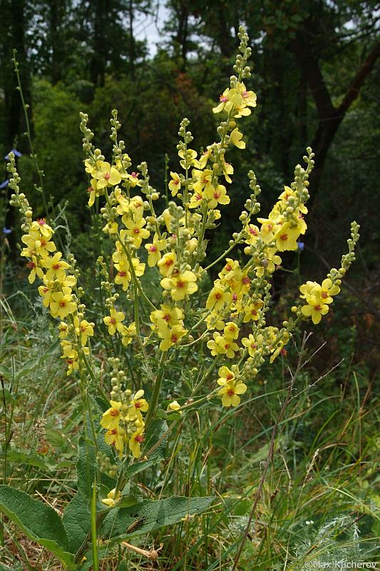 Image of Verbascum marschallianum specimen.