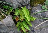 Polypodium vulgare. Спороносящие растения. Челябинская обл., Кыштымский гор. округ, гора Сугомак, ≈ 600 м н.у.м., на скале. 04.08.2019.