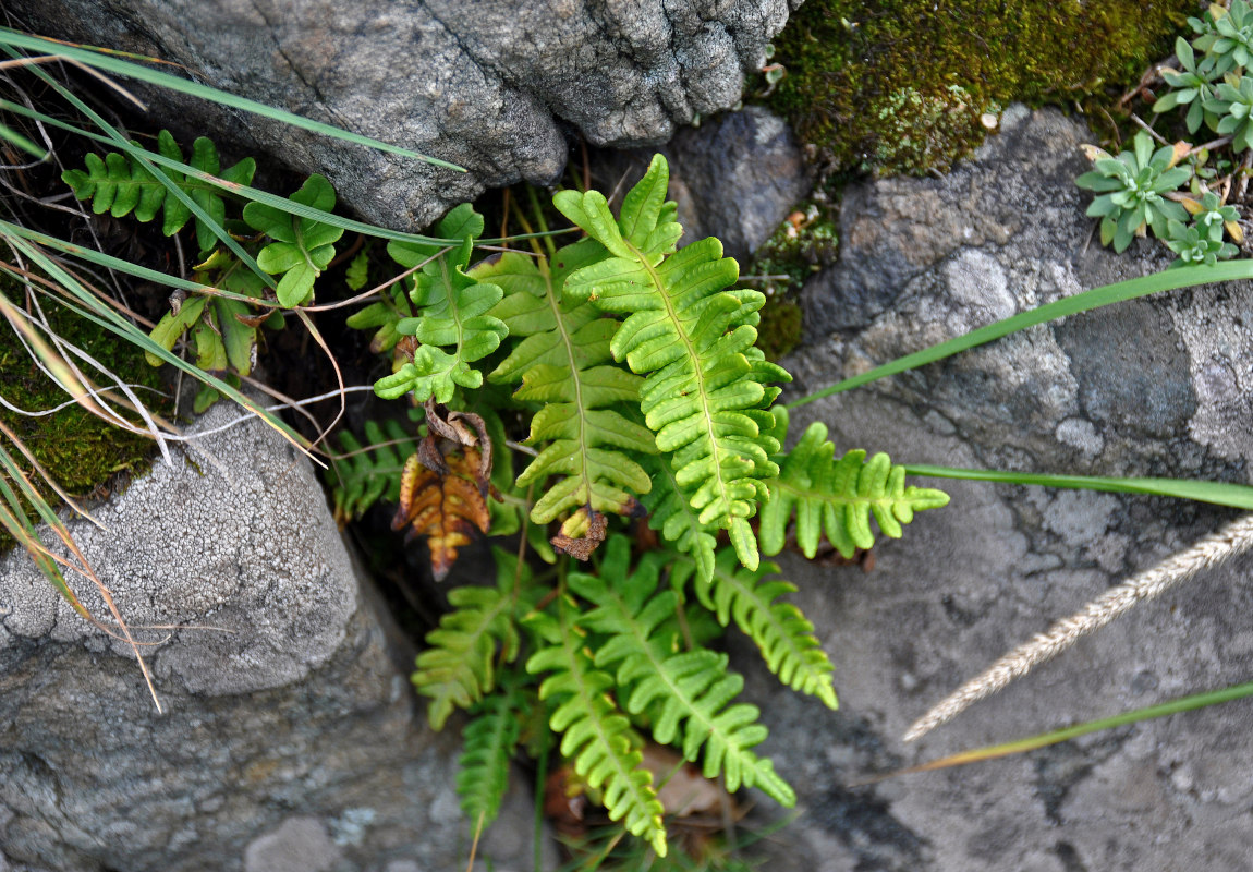 Изображение особи Polypodium vulgare.