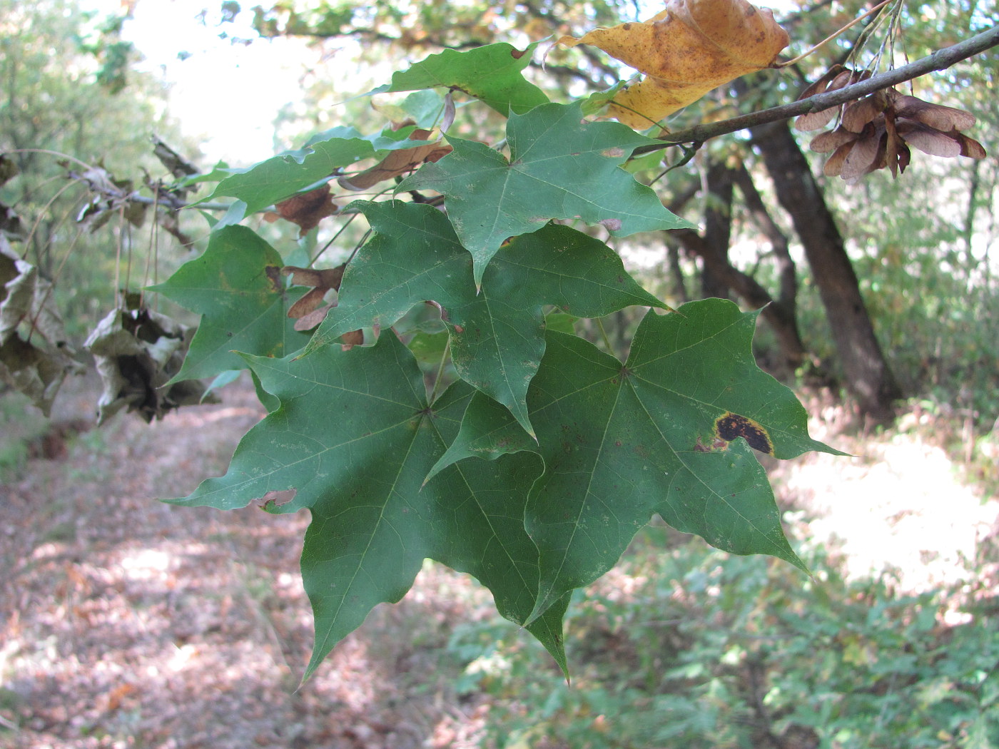 Image of Acer cappadocicum specimen.