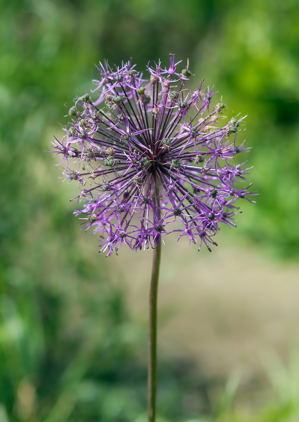 Изображение особи Allium rosenorum.