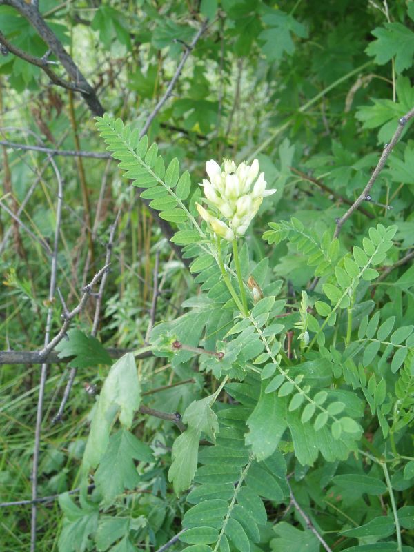 Image of Astragalus cicer specimen.