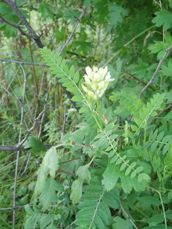 Изображение особи Astragalus cicer.