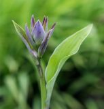 Hosta albomarginata