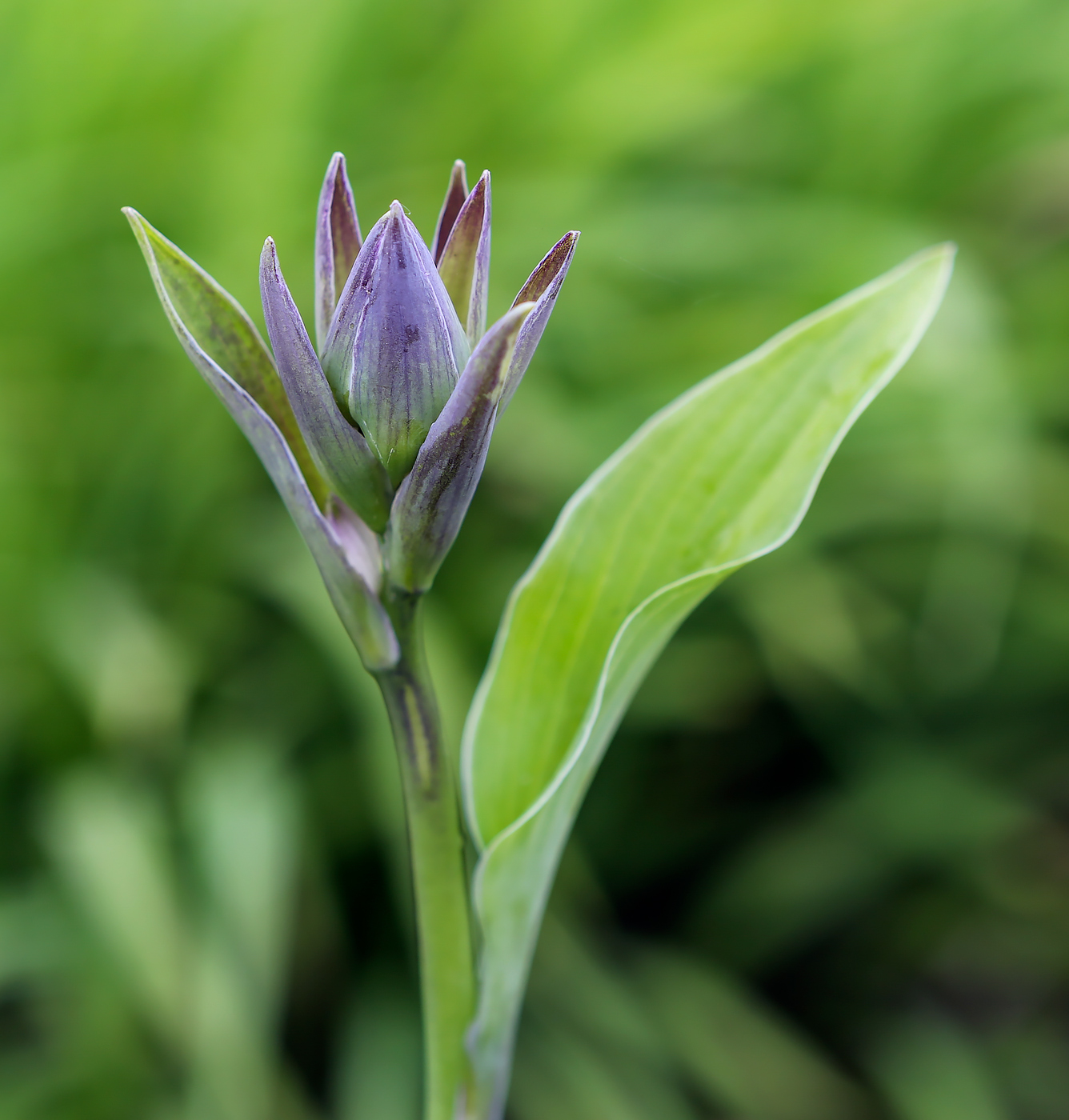 Image of Hosta albomarginata specimen.