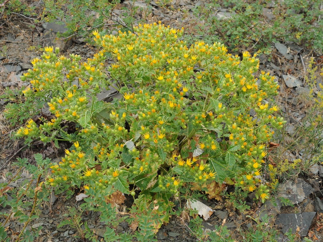 Изображение особи Cousinia alberti.