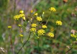 семейство Apiaceae. Соцветие. Сербия, национальный парк Тара, плоскогорье Равна Тара, западный берег оз. Заовине, у воды. 11.07.2019.