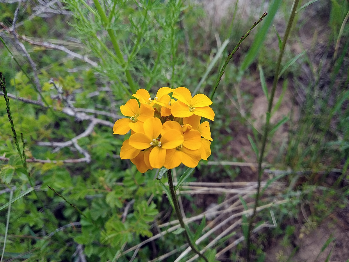 Изображение особи Erysimum alaicum.