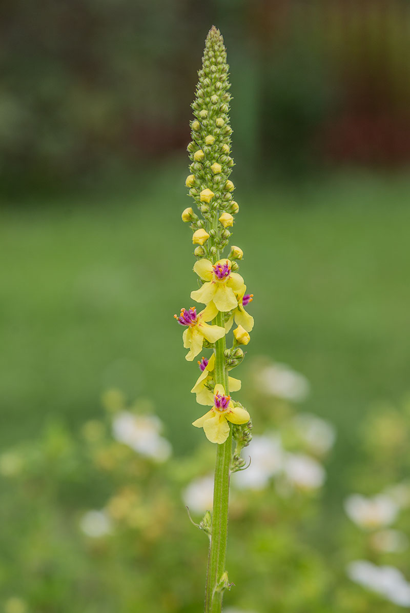 Image of Verbascum nigrum specimen.