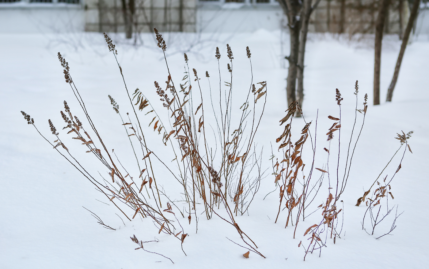 Изображение особи Spiraea × billardii.
