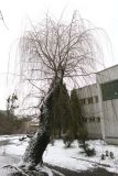 Salix alba. Дерево в состоянии покоя (форма жёлтая плакучая Salix alba L. f. vitellina pendula Rehd.). Украина, г. Львов, дендропарк НЛТУ, в культуре. 05.01.2020.