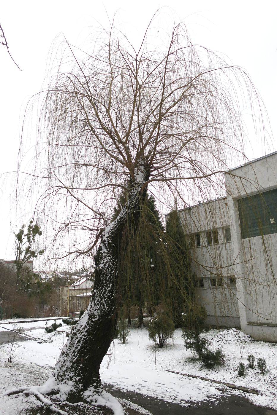 Image of Salix alba specimen.