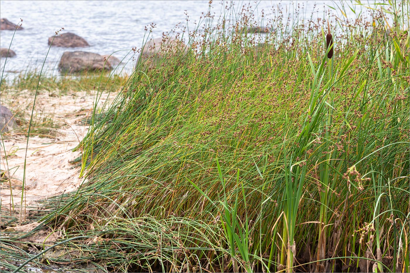 Image of genus Schoenoplectus specimen.