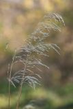 Bromopsis inermis. Верхушки побегов с соплодиями. Ростовская обл., Белокалитвенский р-н, окр. хут. Богатов, опушка байрачного леса. 25.10.2019.