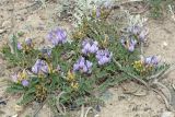 Astragalus tibetanus. Цветущее растение. Южный Кыргызстан, Алайская долина у пос. Сары-Могол, долина реки Кызыл-Суу, около 3000 м н.у.м. 27.06.2019.