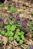 Corydalis solida