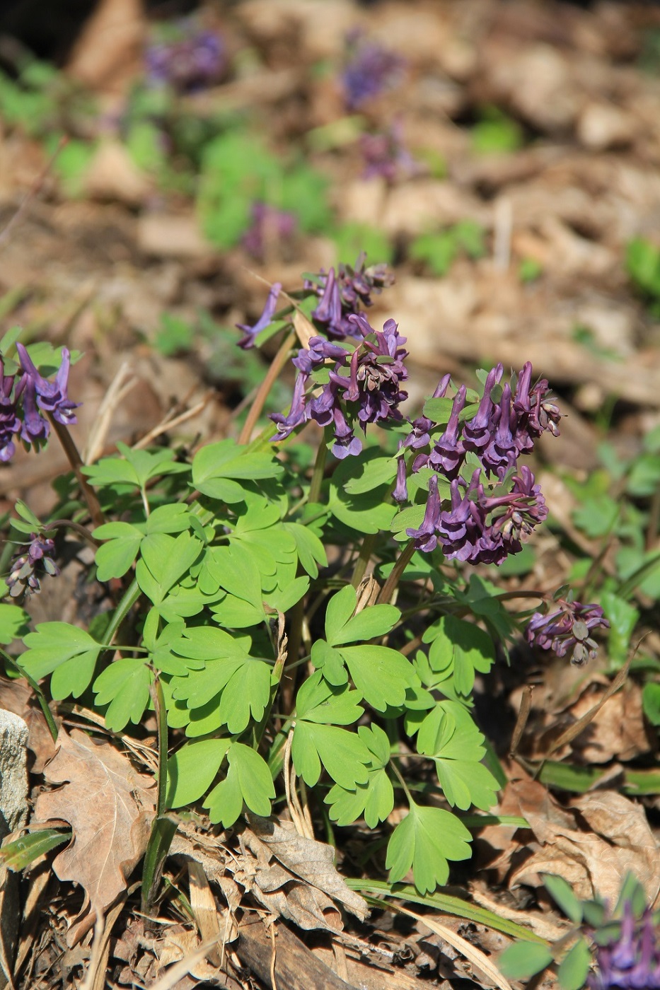 Изображение особи Corydalis solida.