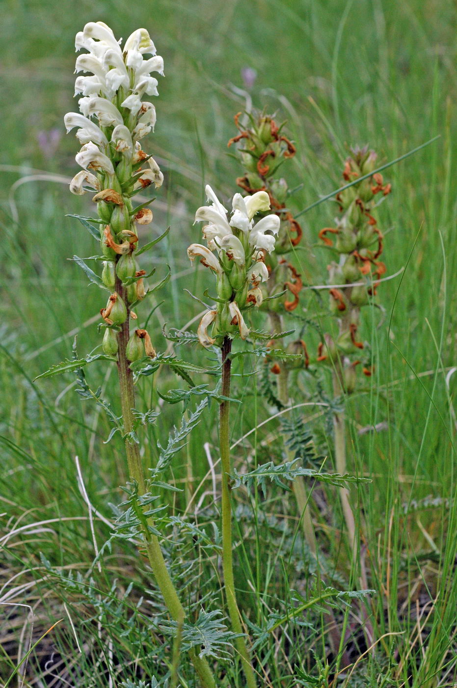 Изображение особи Pedicularis uralensis.