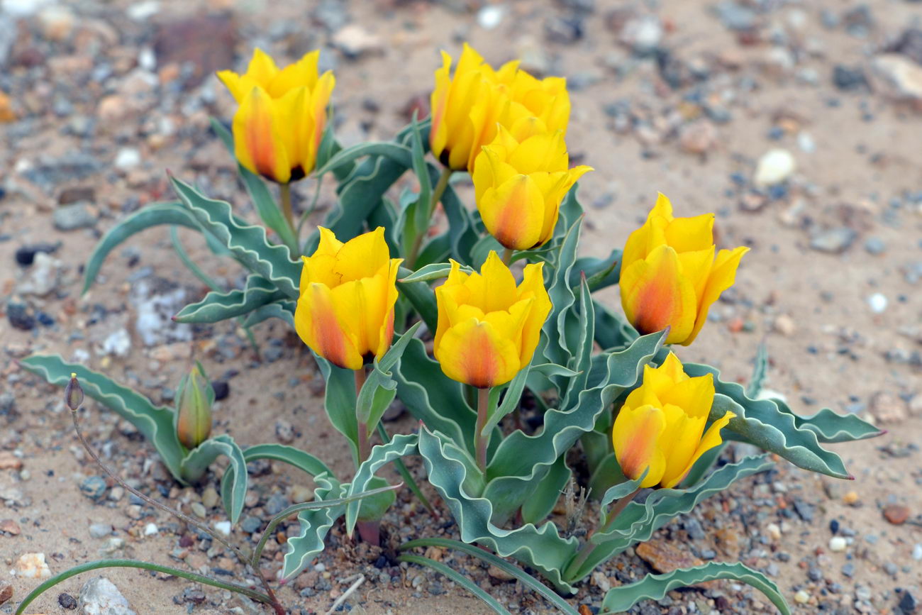 Изображение особи Tulipa borszczowii.