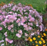 Chrysanthemum indicum