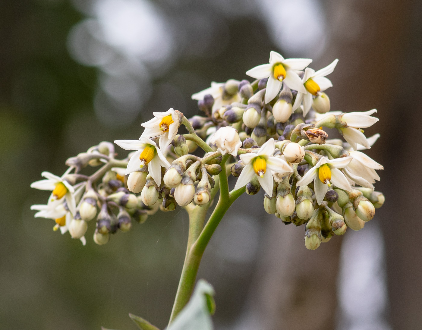 Изображение особи Solanum sessile.