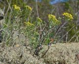 Odontarrhena tortuosa