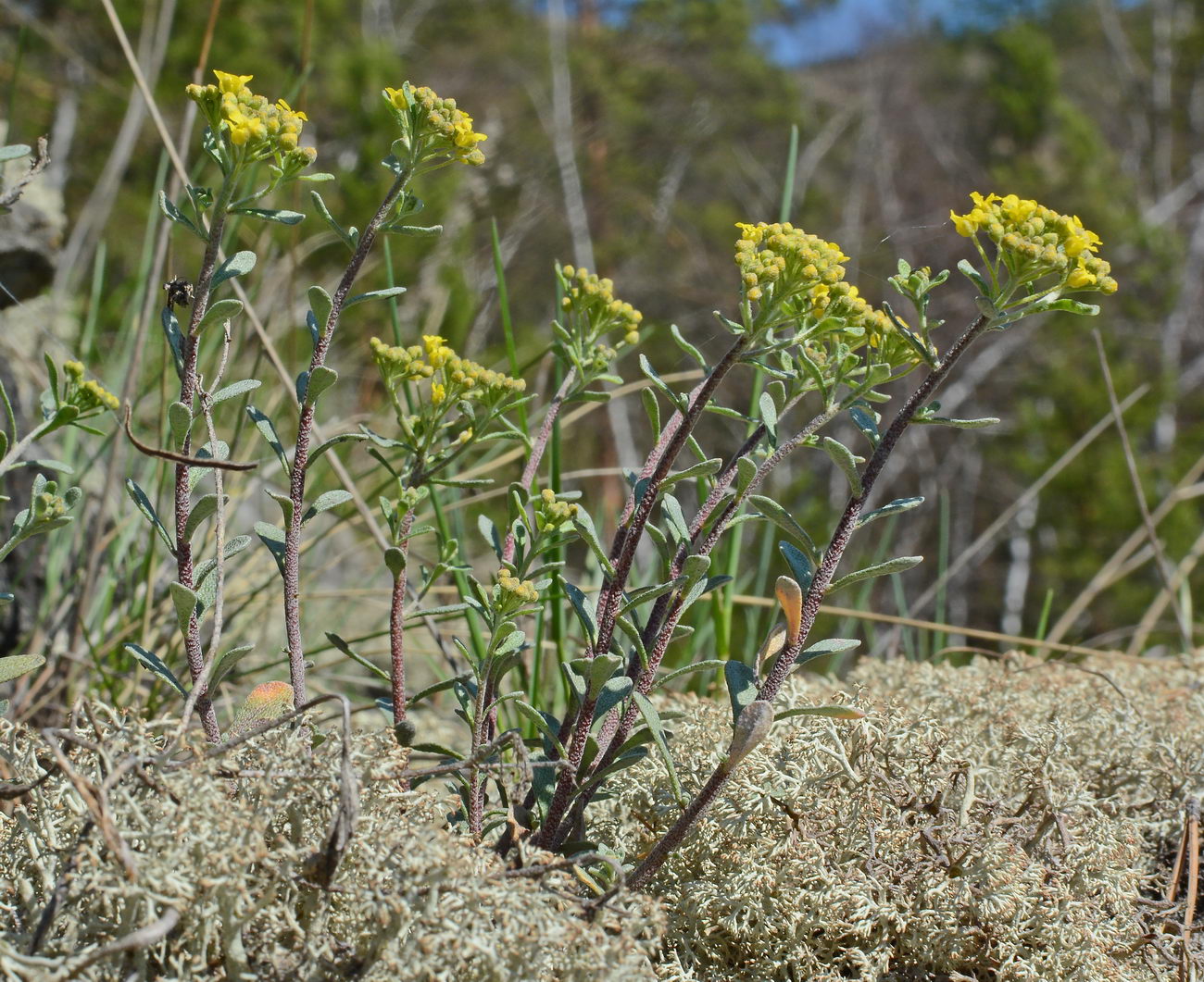 Image of Odontarrhena tortuosa specimen.