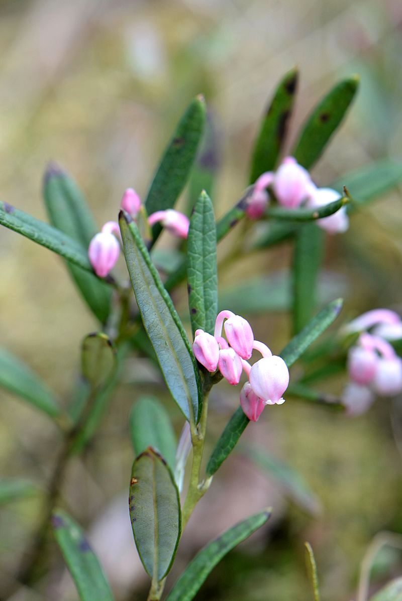 Изображение особи Andromeda polifolia.