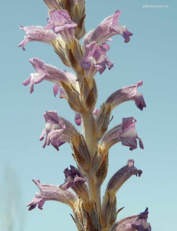 Image of Phelipanche caesia specimen.