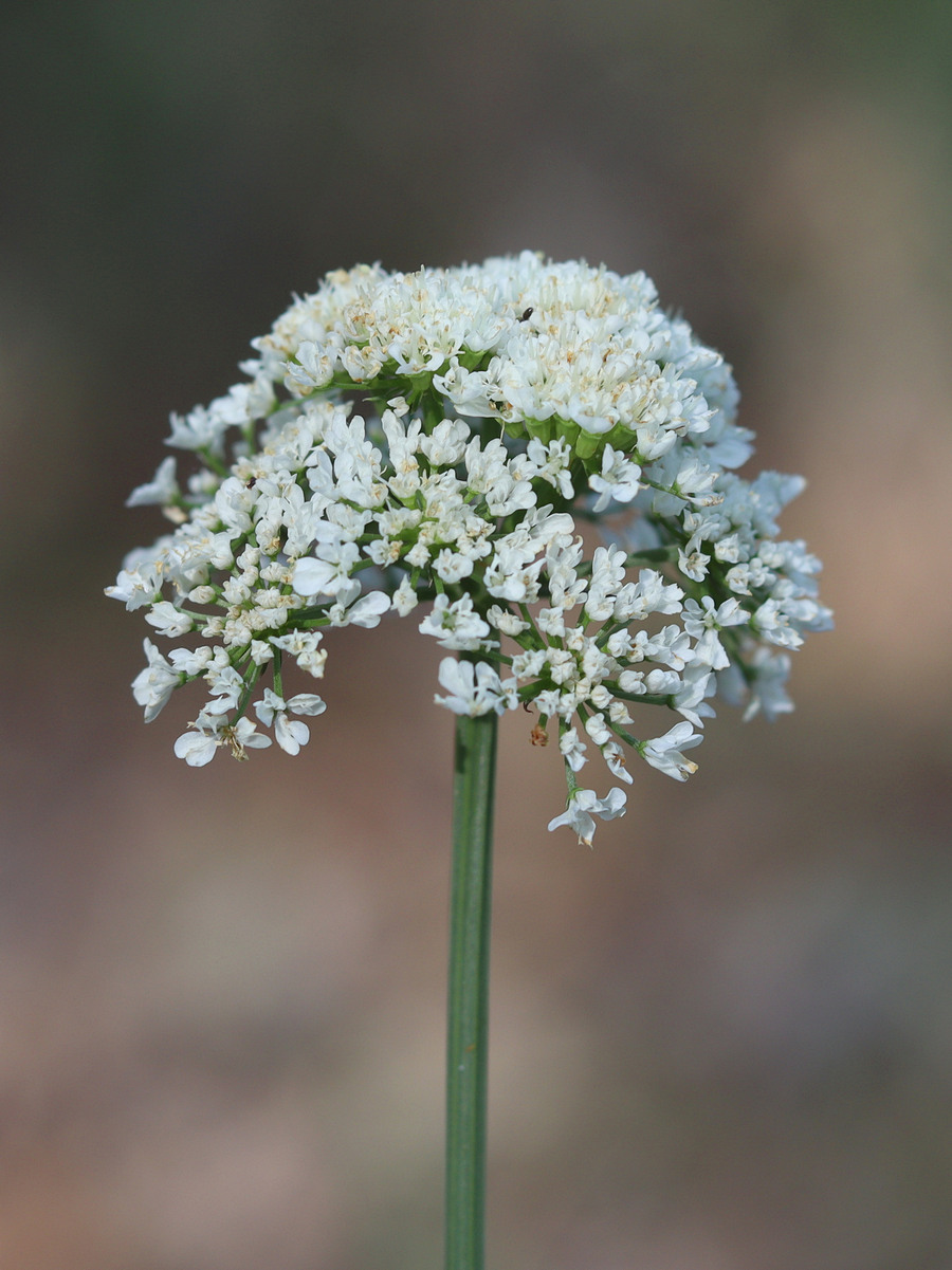 Изображение особи Oenanthe pimpinelloides.