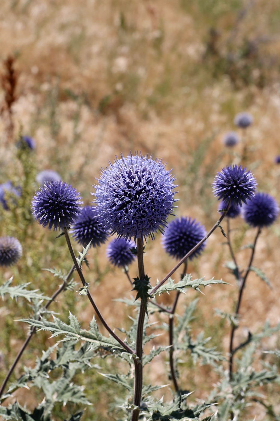 Изображение особи Echinops chantavicus.